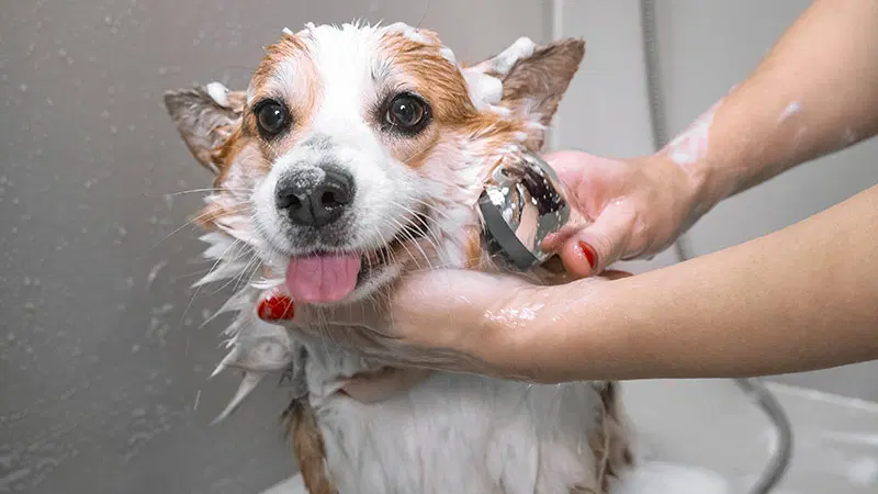 bath for dog