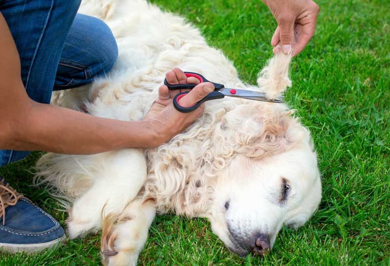 How To Untangle Matted Dog Hair