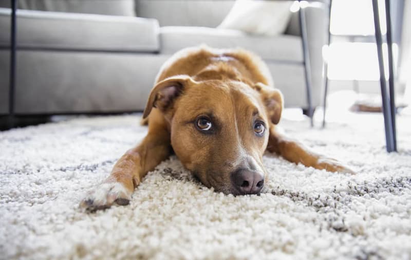 How to Remove Pet Hair From Your Carpet?