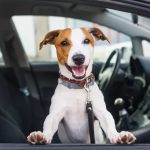remove dog hair in car