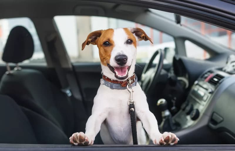How To Remove Dog Hair From The Car 