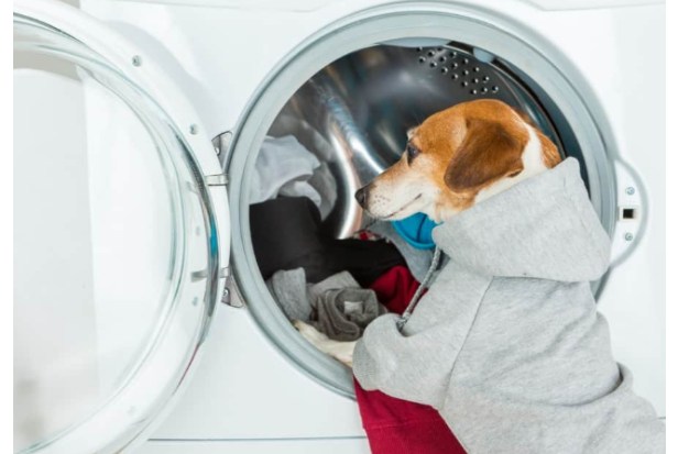 How to Remove Pet Hair From Clothes & Laundries