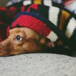 How to Get Dog Hair Out of Blankets - 2023 Guide