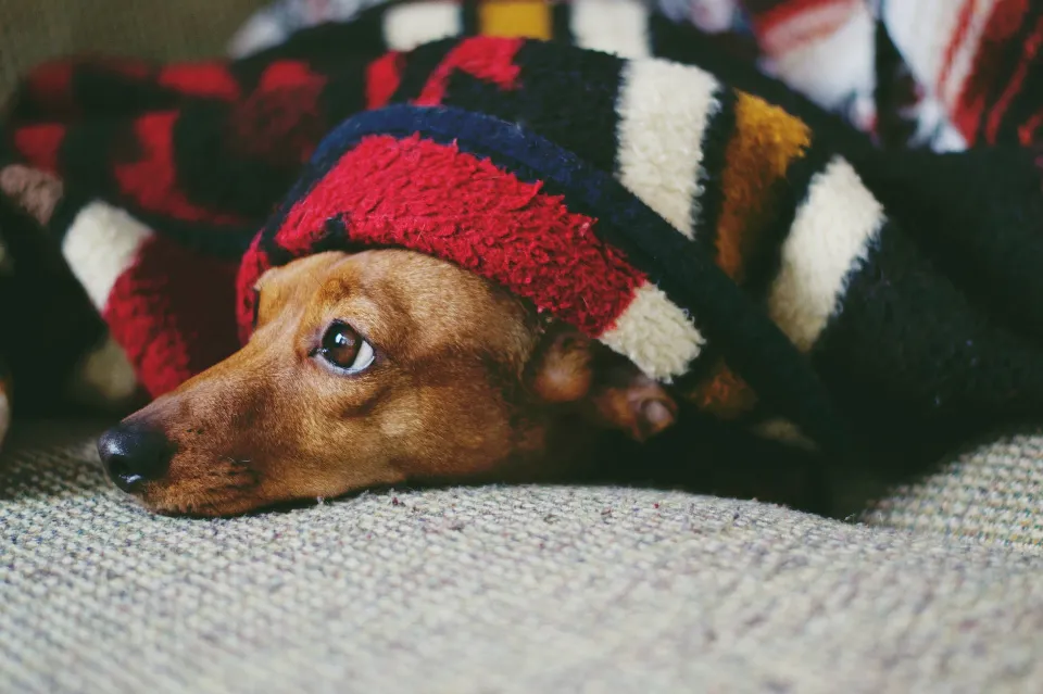 How to Get Dog Hair Out of Blankets – 2023 Guide